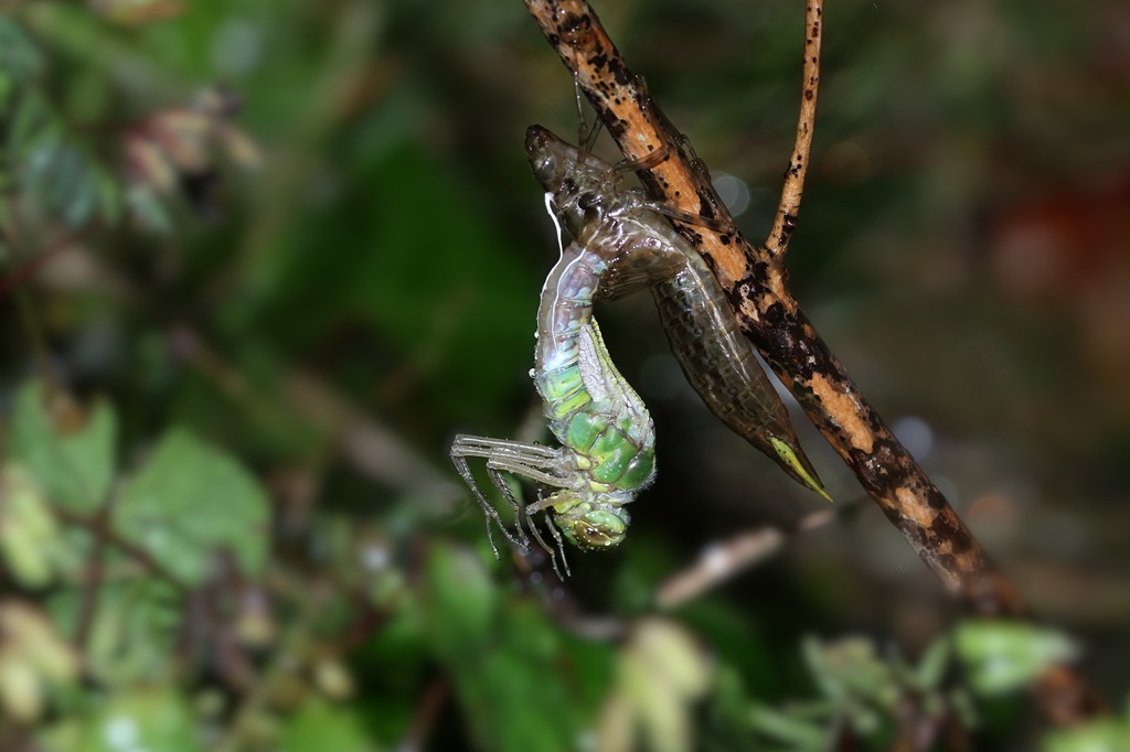 10 IMG_2556X.JPG