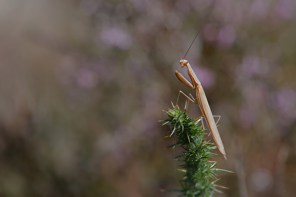 DSC_4149 forum.jpg