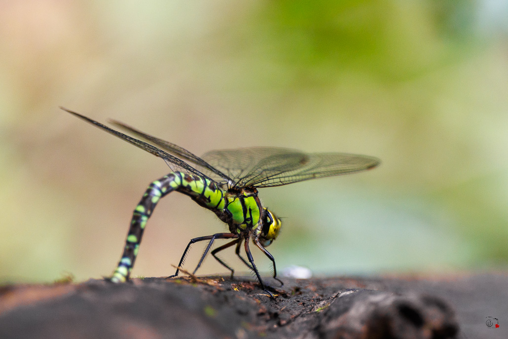 Aeschne bleue (Aeshna cyanea) - Southern hawker or Blue hawker-5.jpg