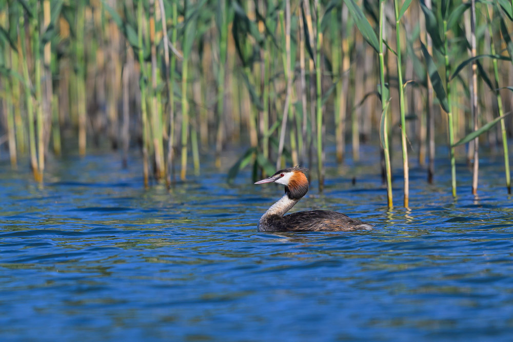 Grebe-109.jpg