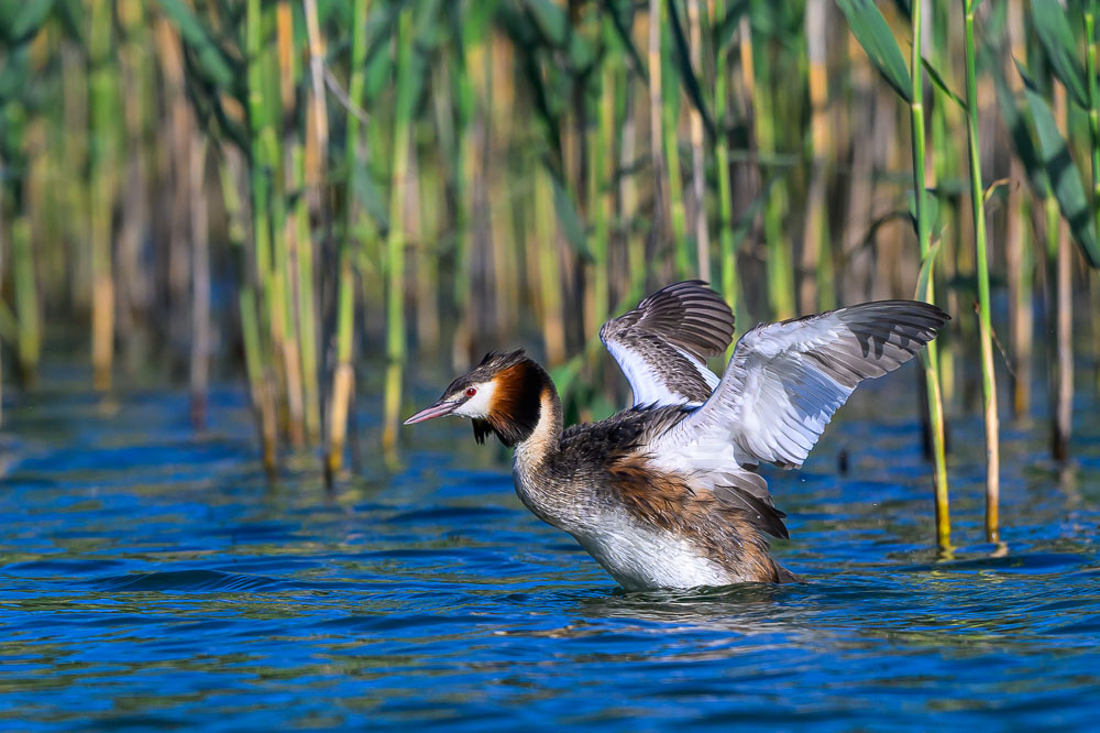Grebe-116.jpg
