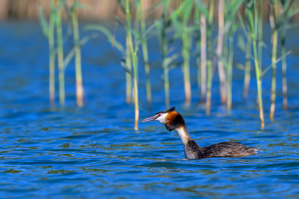 Grebe-122.jpg