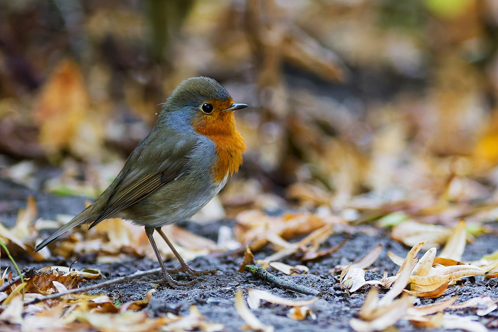 DSC_6430_DxO.jpg