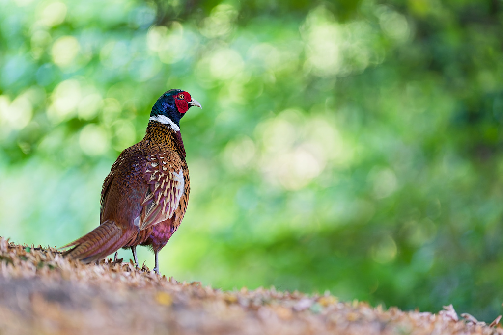 DSC_6425_DxO.jpg
