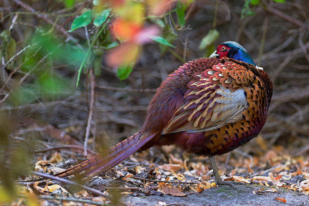 DSC_6335_DxO.jpg