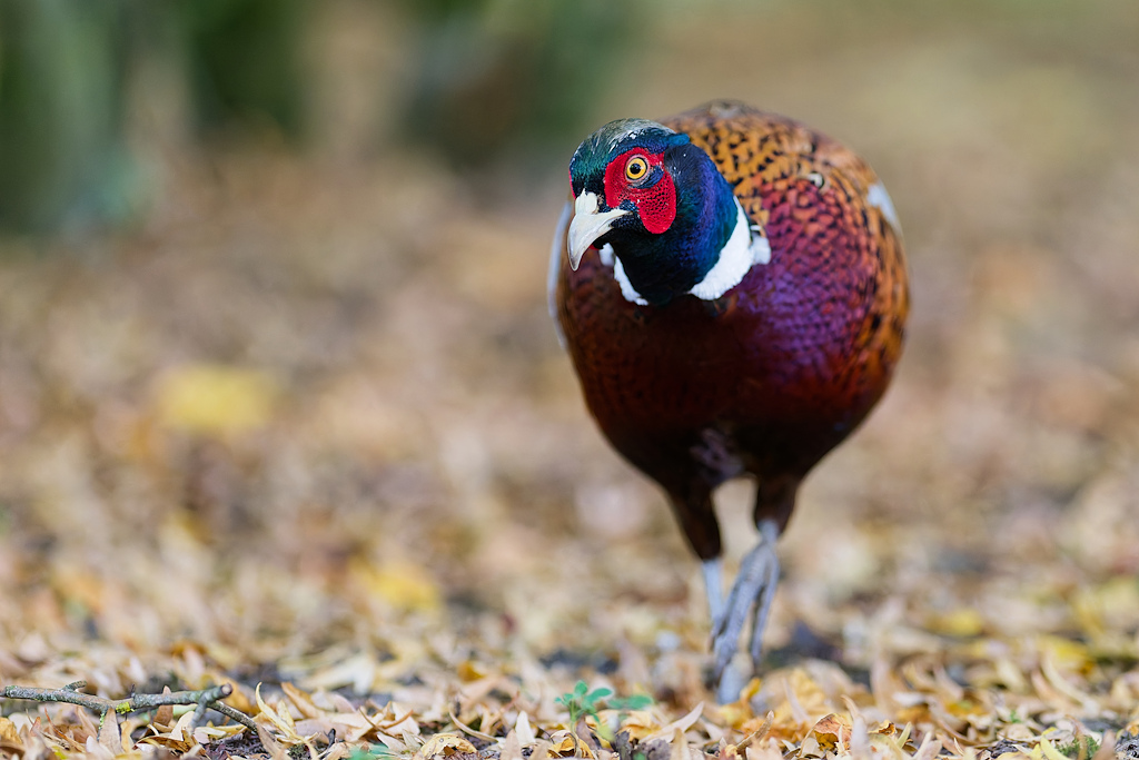 DSC_6292_DxO.jpg
