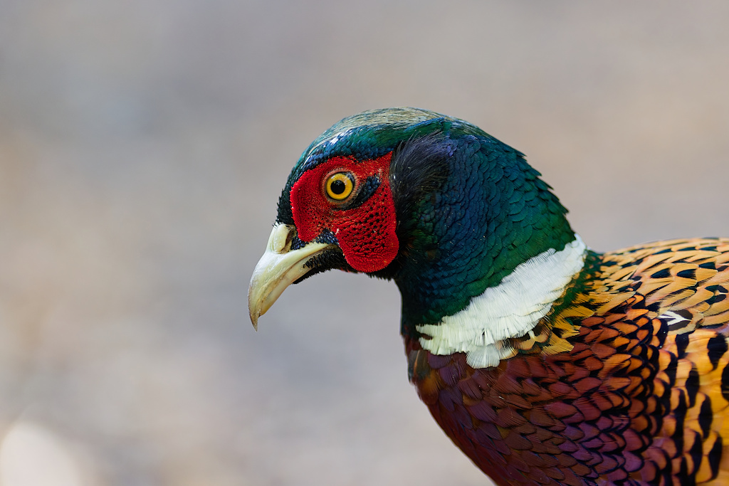 DSC_6155_DxO.jpg