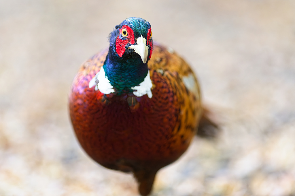 DSC_6125_DxO.jpg