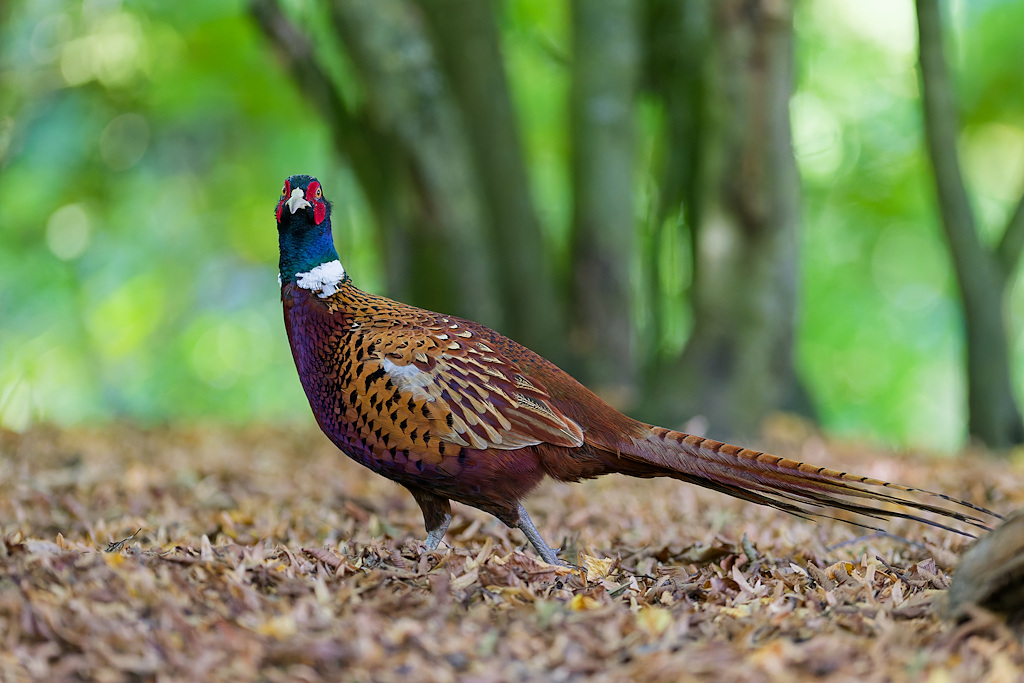DSC_6014_DxO.jpg