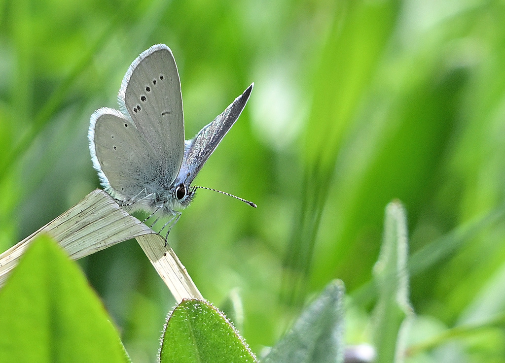 ZSC_7594.jpg