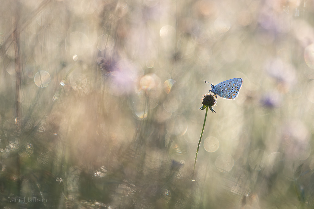 Image et Nature-1-137.jpg
