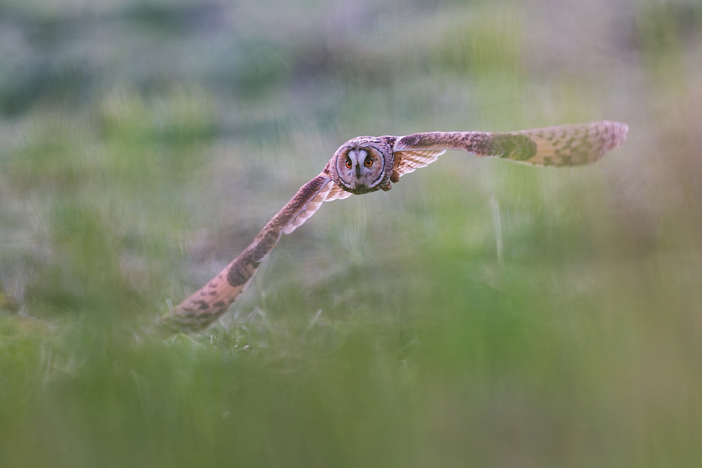 DSC_2021_DxO-1.jpg