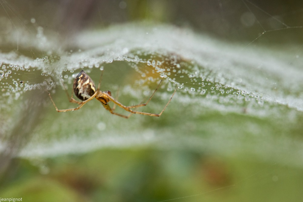 DSC_5098_001DSC_5098.JPG