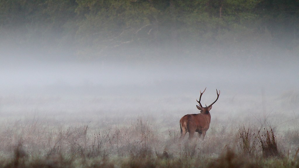 cerf prairie-1.JPG