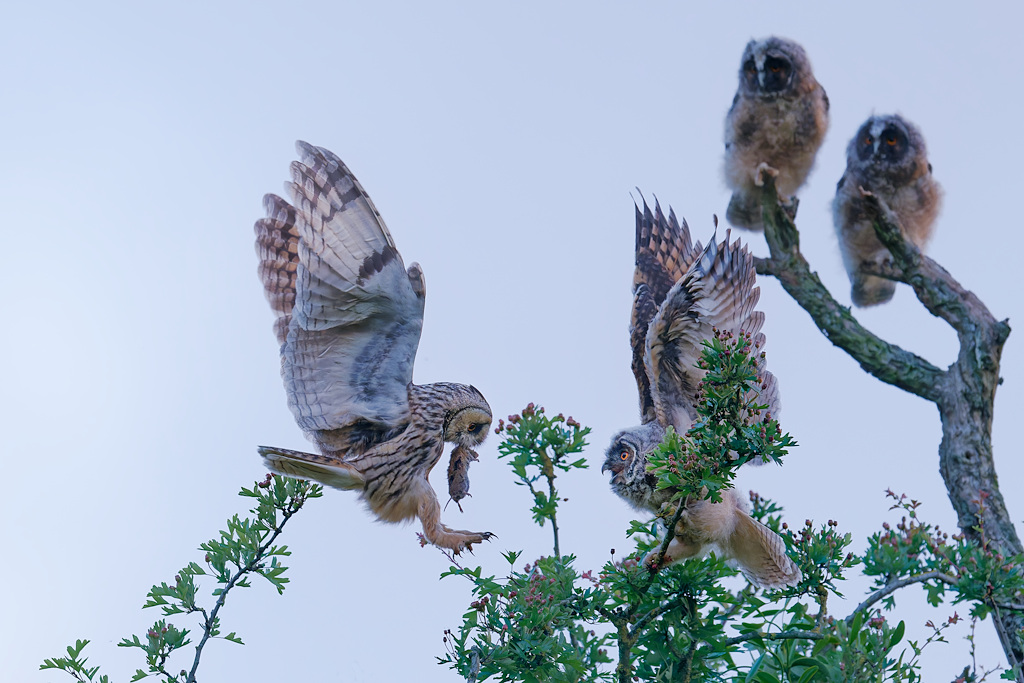 DSC_8931_DxO-1.jpg
