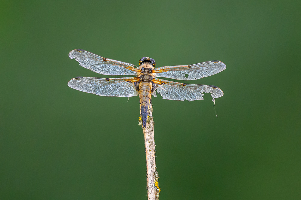 Libelle a 4 taches 2025.jpg