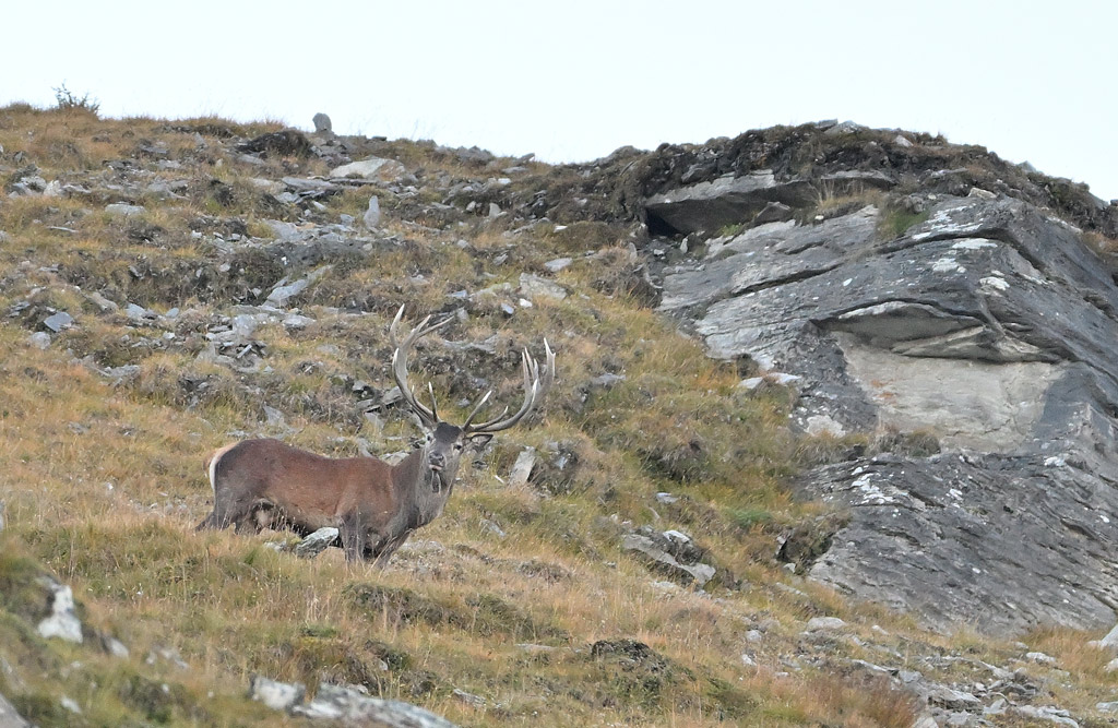 ZSC_0870.jpg