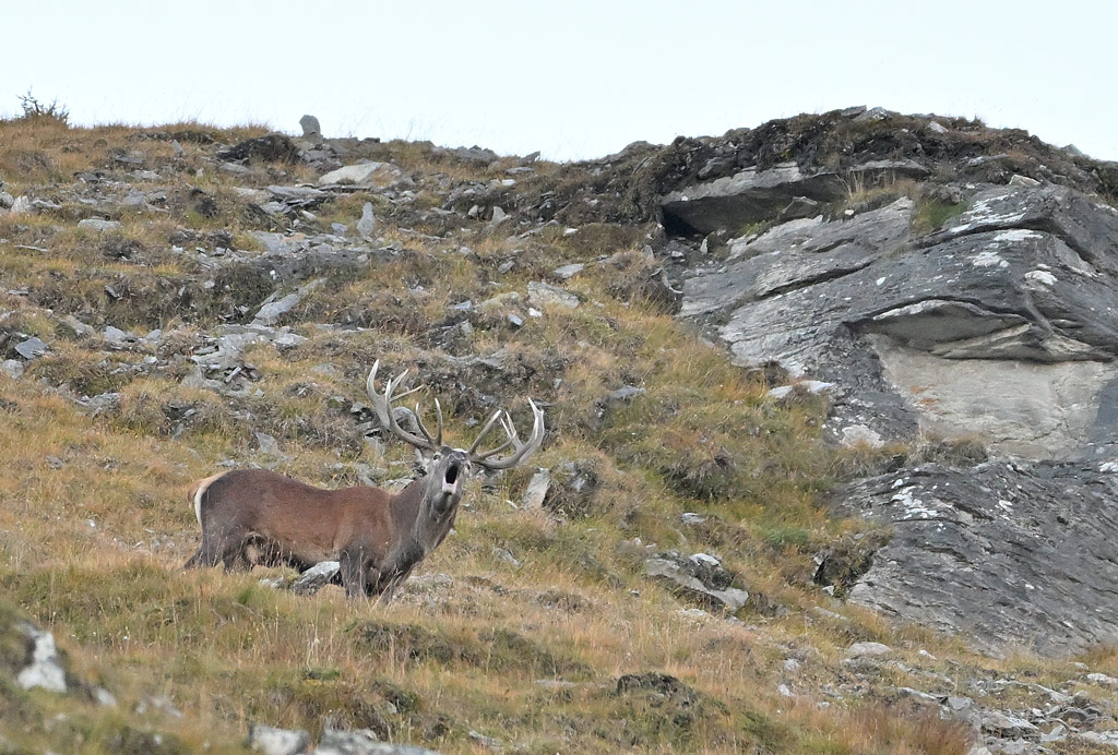 ZSC_0873.jpg