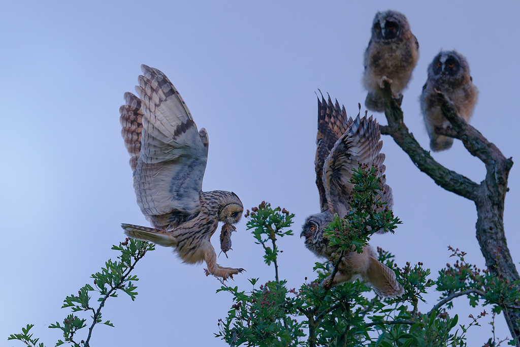 DSC_8931_DxO.jpg
