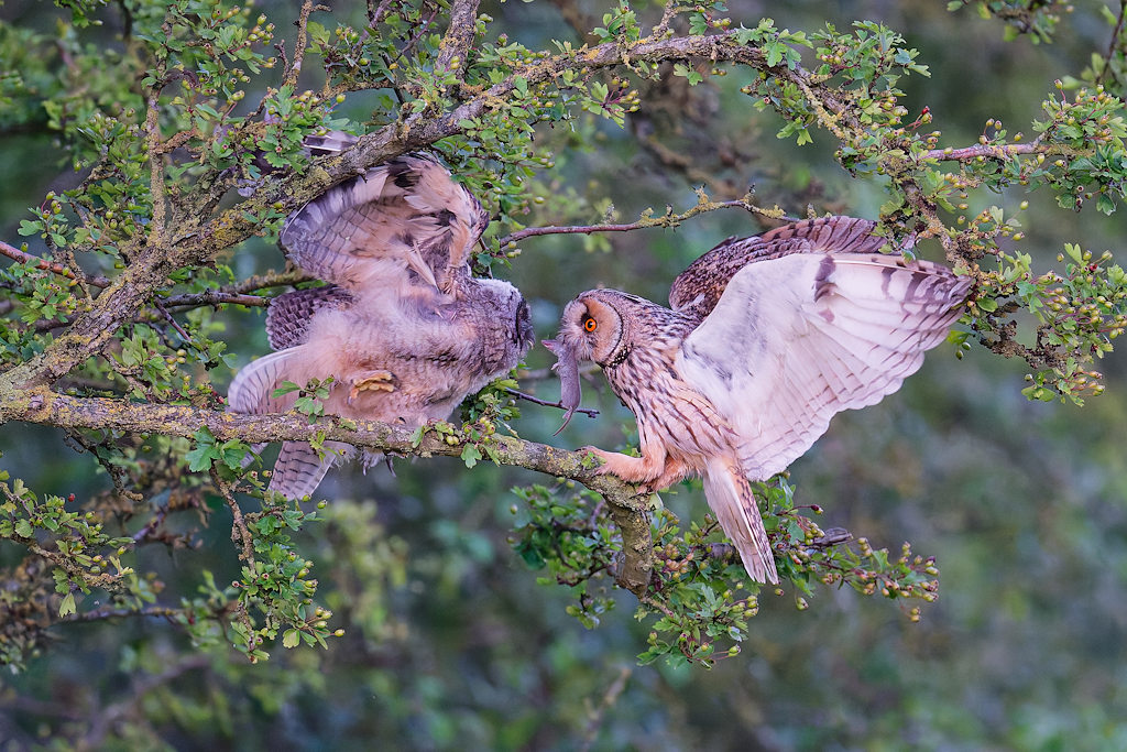 DSC_8583_DxO.jpg