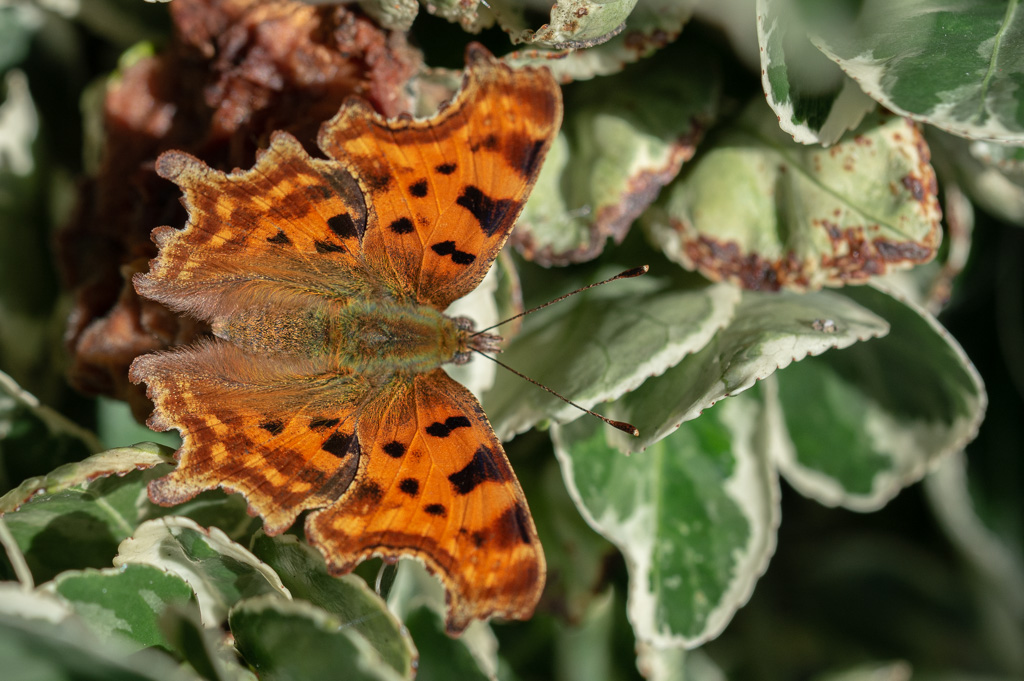 Papillon, Robert Le Diable -1-.jpg