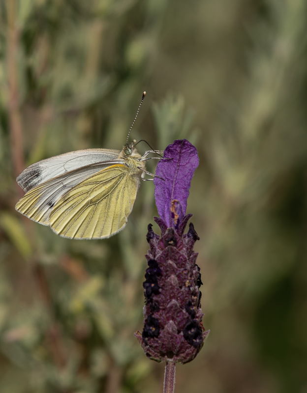 Papillon. Piéride du chou -0-.jpg