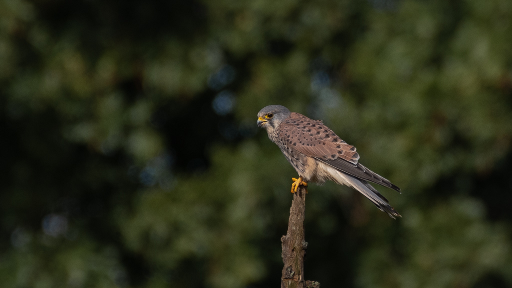 Faucon crécerelle -2-.jpg