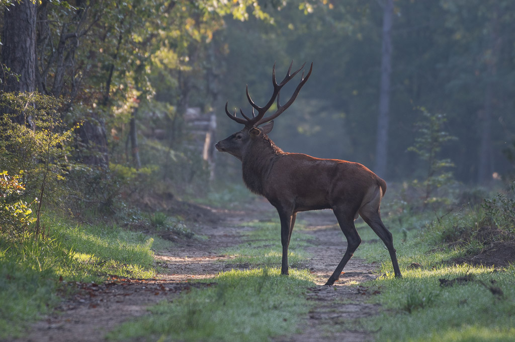 Septembre 2025. Cerf Bleau.jpg