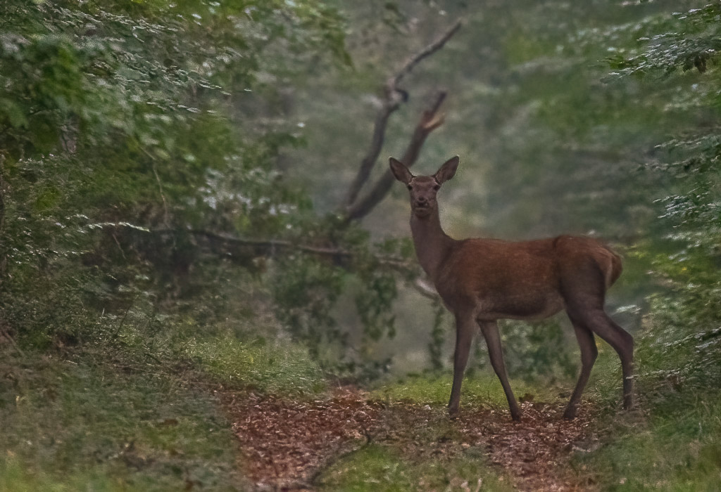 Biche Bleau -1- (2).jpg