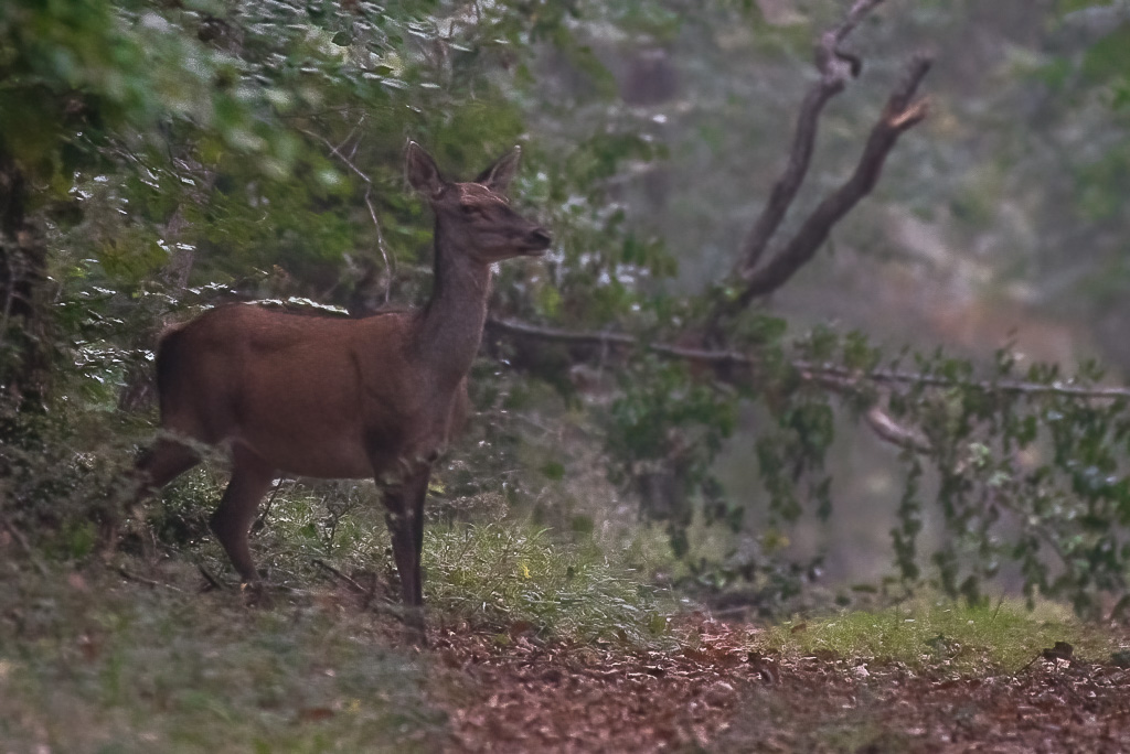 Biche Bleau -1- (4).jpg
