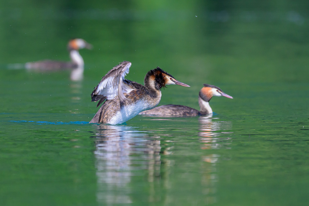 Grebe-134.jpg