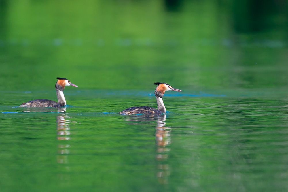 Grebe-138.jpg