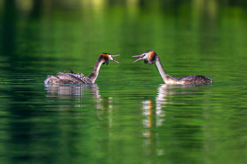 Grebe-142.jpg