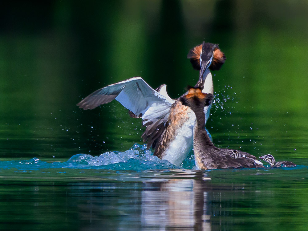 Grebe-152.jpg