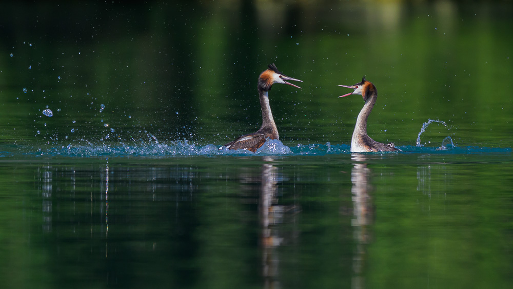 Grebe-153.jpg
