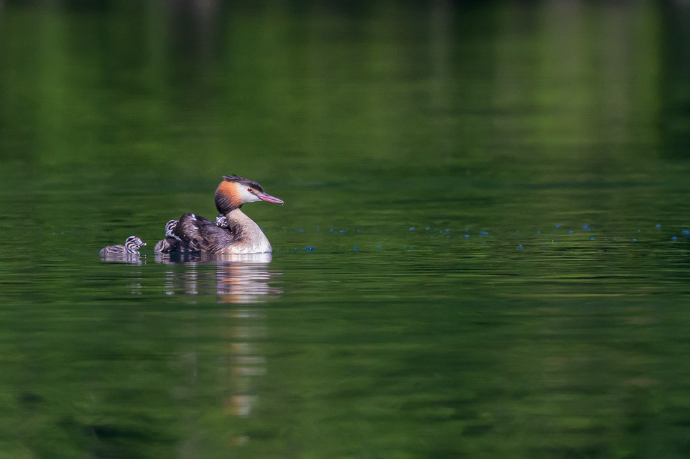 Grebe-161.jpg