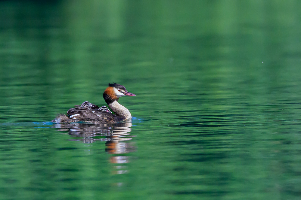 Grebe-183.jpg