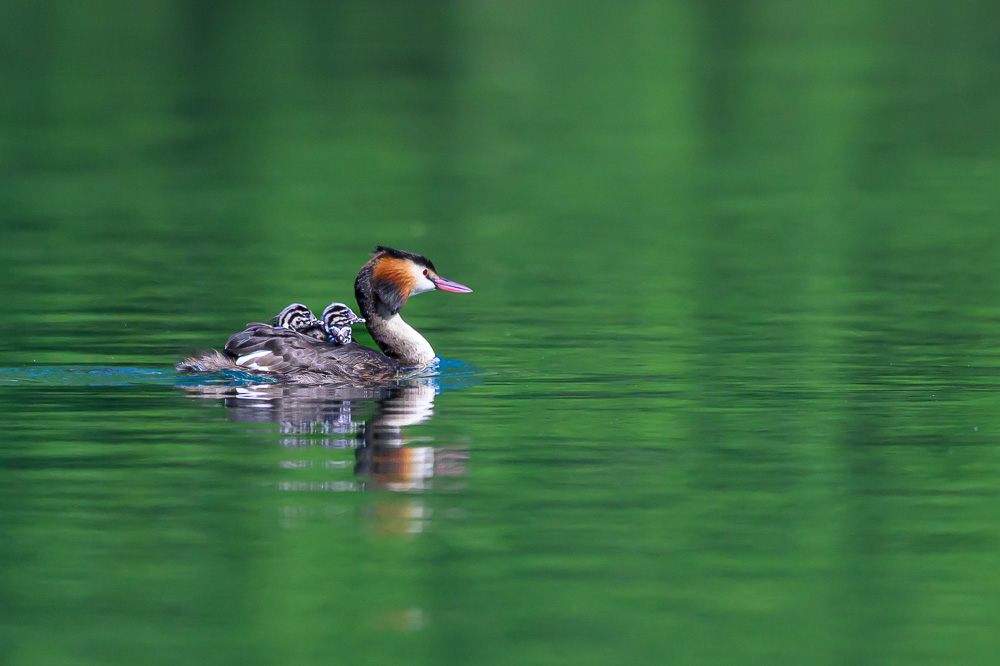 Grebe-195.jpg