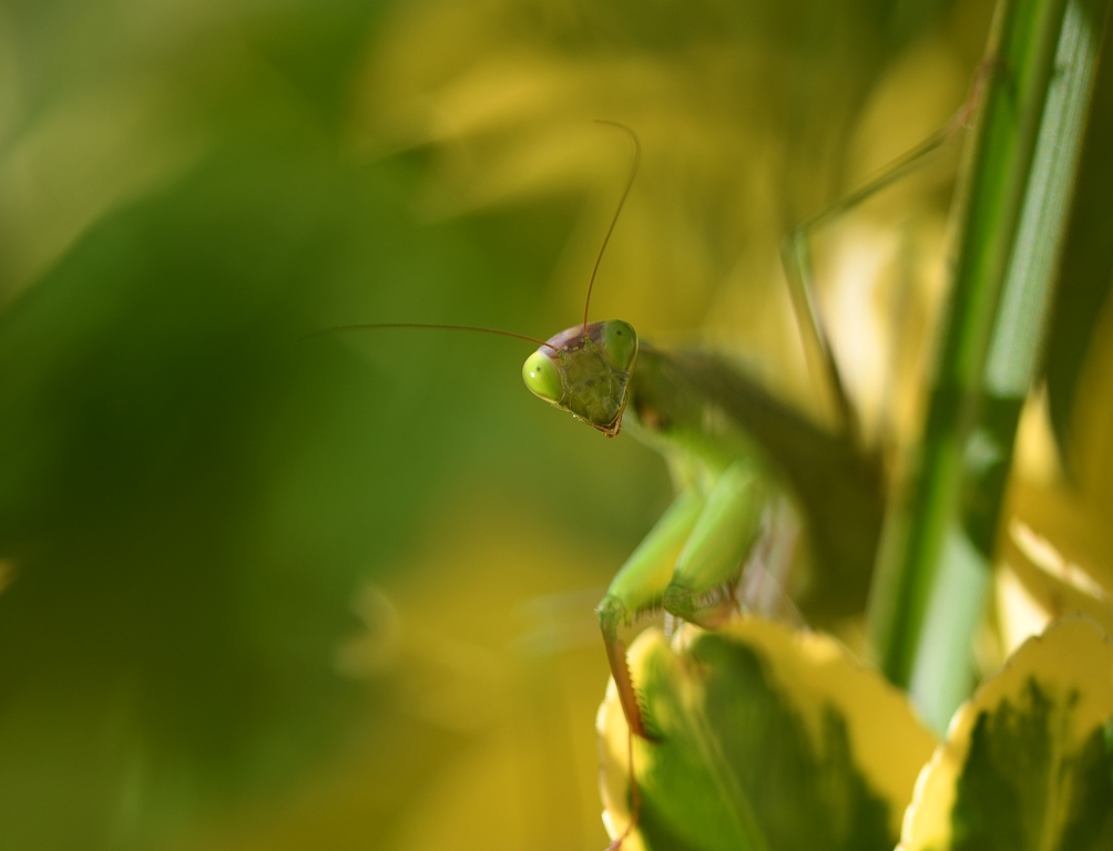 DSC_6809.JPG