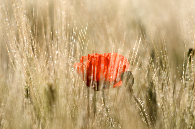 DSC_4537-Coquelicot-dans-la.jpg