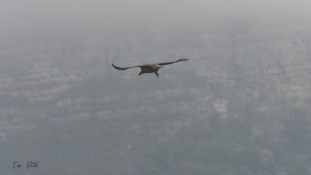 DSC_0715IN.jpg