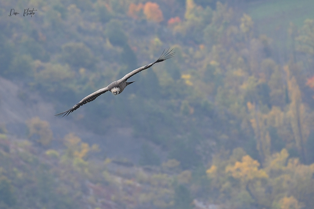 DSC_0793IN.jpg