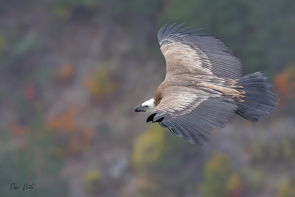 DSC_0844IN.jpg