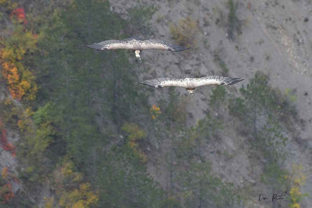DSC_0663IN.jpg