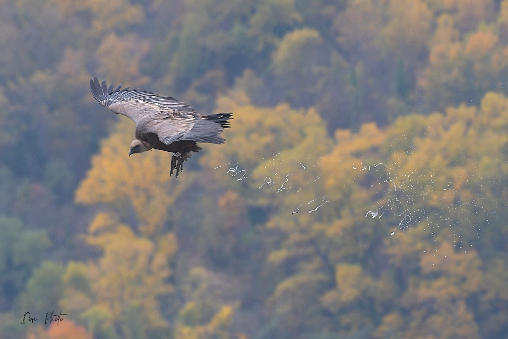 DSC_0711.JPG