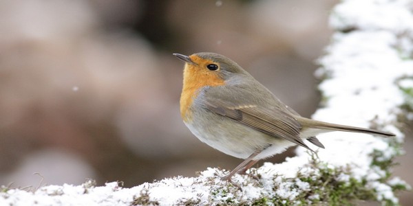 rouge gorge (24).JPG