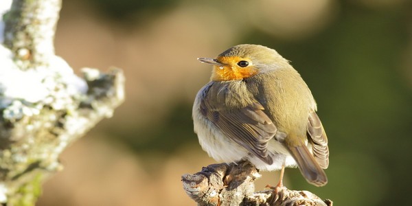 rouge gorge (33).jpg
