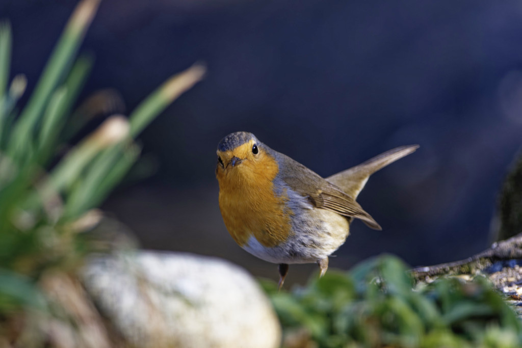 DSC_5976-DxO_DeepPRIME XD2s_DxO.jpg