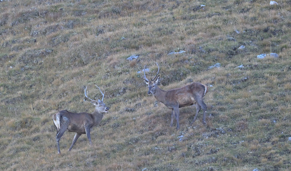 ZSC_0950.jpg