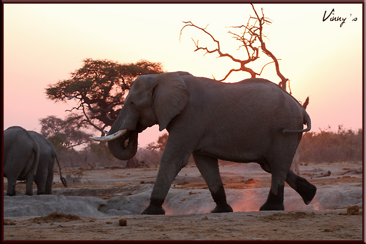 Ã©lÃ©phant-savuti087.jpg